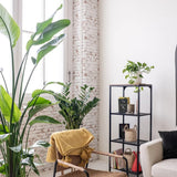 Strelitzia Nicolai (Pasarea Paradisului) - 100 cm