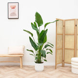 Strelitzia Nicolai (Pasarea Paradisului) - 100 cm