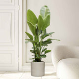 Pasarea Paradisului Strelitzia Nicolai - 210 cm