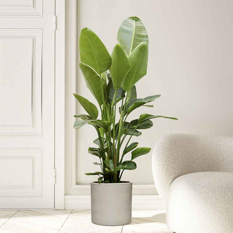 Pasarea Paradisului Strelitzia Nicolai - 210 cm
