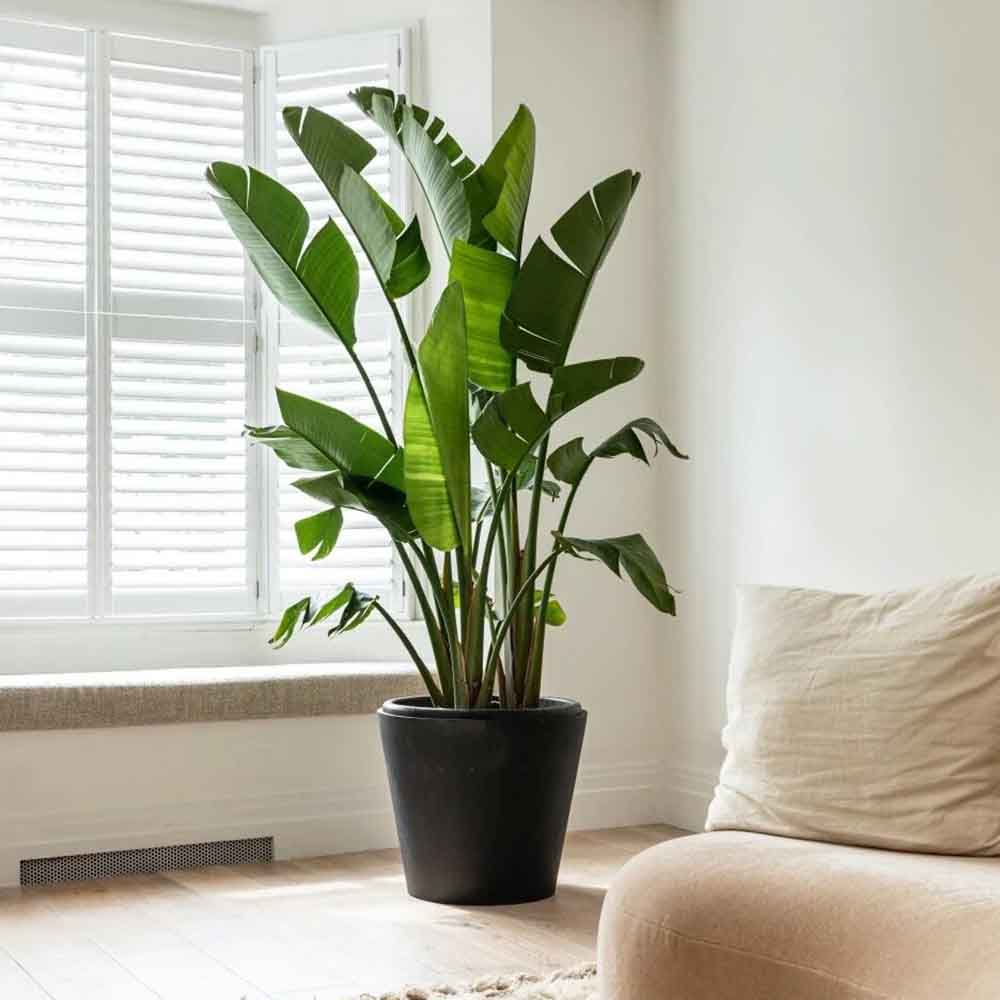 Pasarea Paradisului Strelitzia Nicolai - 210 cm