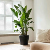 Pasarea Paradisului Strelitzia Nicolai - 210 cm