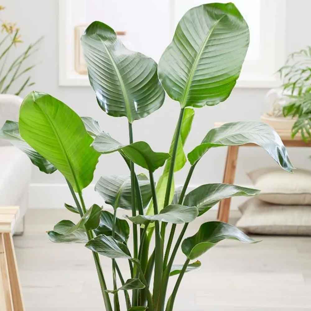 Pasarea Paradisului Strelitzia Nicolai - 210 cm