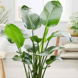 Pasarea Paradisului Strelitzia Nicolai - 210 cm