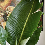 Pasarea Paradisului Strelitzia Nicolai - 210 cm