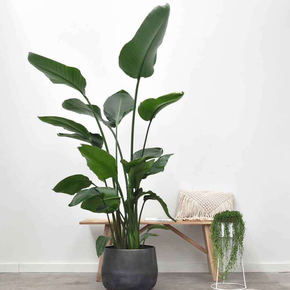 Pasarea Paradisului Strelitzia Nicolai - 210 cm