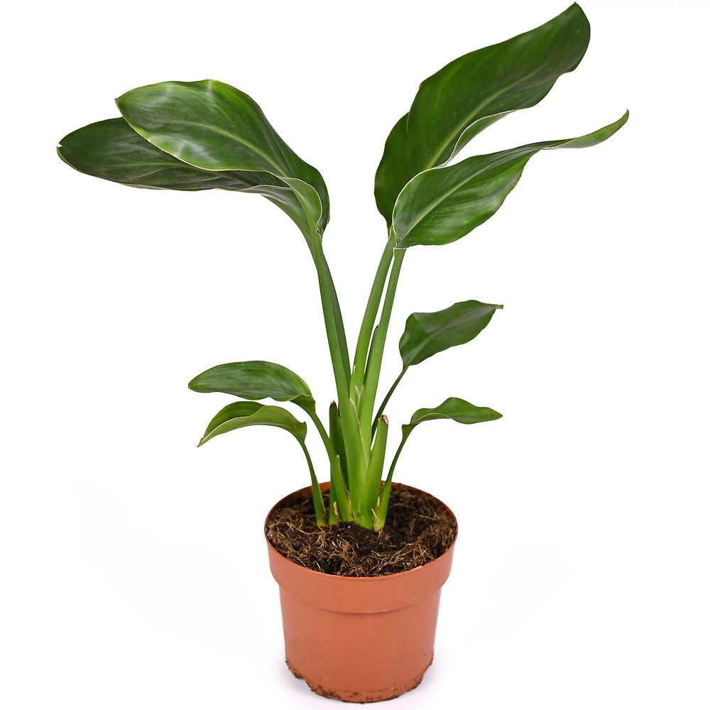 Стрелиция Strelitzia reginae – екзотична стайна красавица с тропически листа, 40-45 см