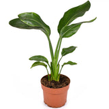 Стрелиция Strelitzia reginae – екзотична стайна красавица с тропически листа, 40-45 см