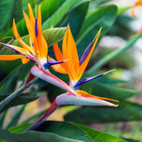 Pasarea Paradisului Strelitzia Reginae, planta exotica mare cu frunze uriase tropicale decorative pentru interior - 60 cm