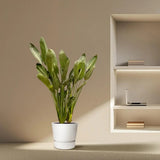 Pasarea Paradisului Strelitzia Reginae, planta exotica mare cu frunze uriase tropicale decorative pentru interior - 60 cm