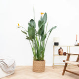 Pasarea Paradisului Strelitzia Reginae, planta exotica mare cu frunze uriase tropicale decorative pentru interior - 60 cm