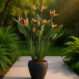 Strelitzia Reginae, 90 cm, Pasarea Paradisului, planta exotica mare cu frunze uriase tropicale decorative pentru interior, cu flori