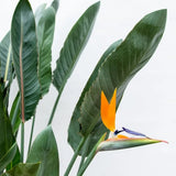 Pasarea Paradisului Strelitzia Reginae, planta exotica mare cu frunze uriase tropicale decorative pentru interior - 60 cm