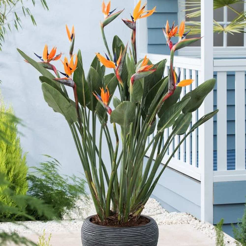 Pasarea Paradisului Strelitzia Reginae, planta exotica mare cu frunze uriase tropicale decorative pentru interior - 60 cm