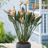 Pasarea Paradisului Strelitzia Reginae, planta exotica mare cu frunze uriase tropicale decorative pentru interior - 60 cm