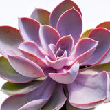 Suculenta Purple Pearl - 15/20 cm