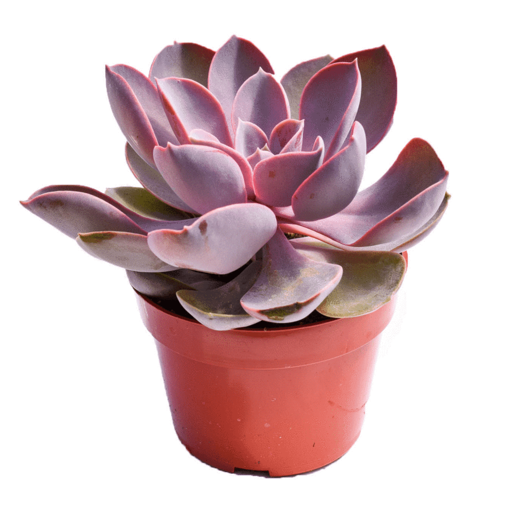 Suculenta Purple Pearl - 15/20 cm