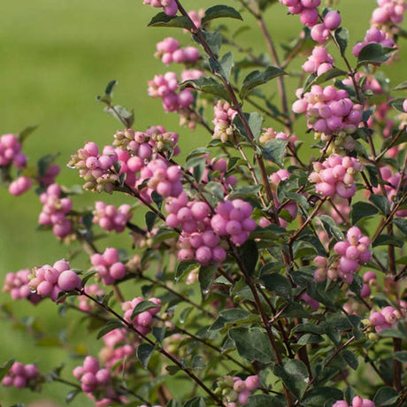 Hurmuz Roz Magical Sweet (Symphoricarpos), cu fructe roz intens