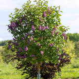 Liliac Copac Nobil  (Syringa) Charles Joly, flori duble mov inchis, parfum intens, iubitor de soare