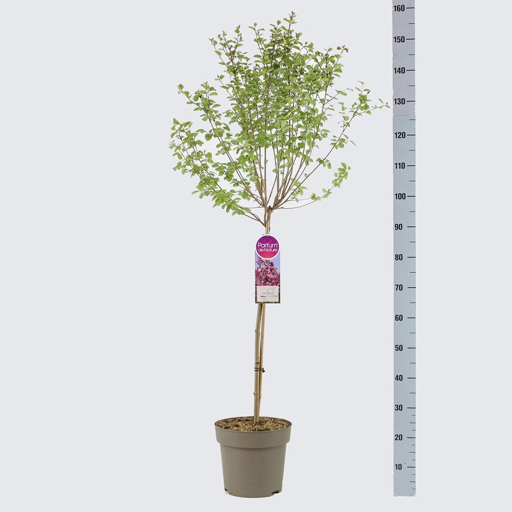 Дървовиден люляк Redwine (Syringa), с червено-бордо цветове и силен аромат, обича слънце