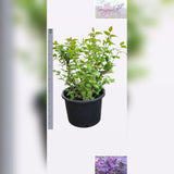 Люляк Bonsai 'Sensation' – двуцветни виолетово-бели цветове с интензивен аромат, над 10 години