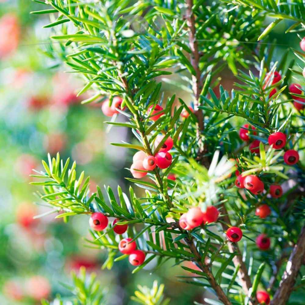 Tisa Ornamentala Hicksii (Taxus Baccata) vesnic verde, ideala pentru gard viu, bobite rosii, planta peisajistica