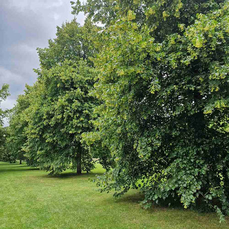 Tei cu Frunza Mica (Tilia Cordata) Greenspire - Mirositor