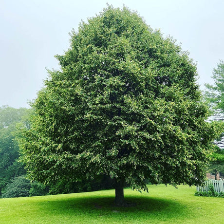 Дребнолистна липа (Tilia Cordata) Greenspire - Ароматна