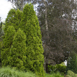 Tuia Occidentalis Degroot Spire