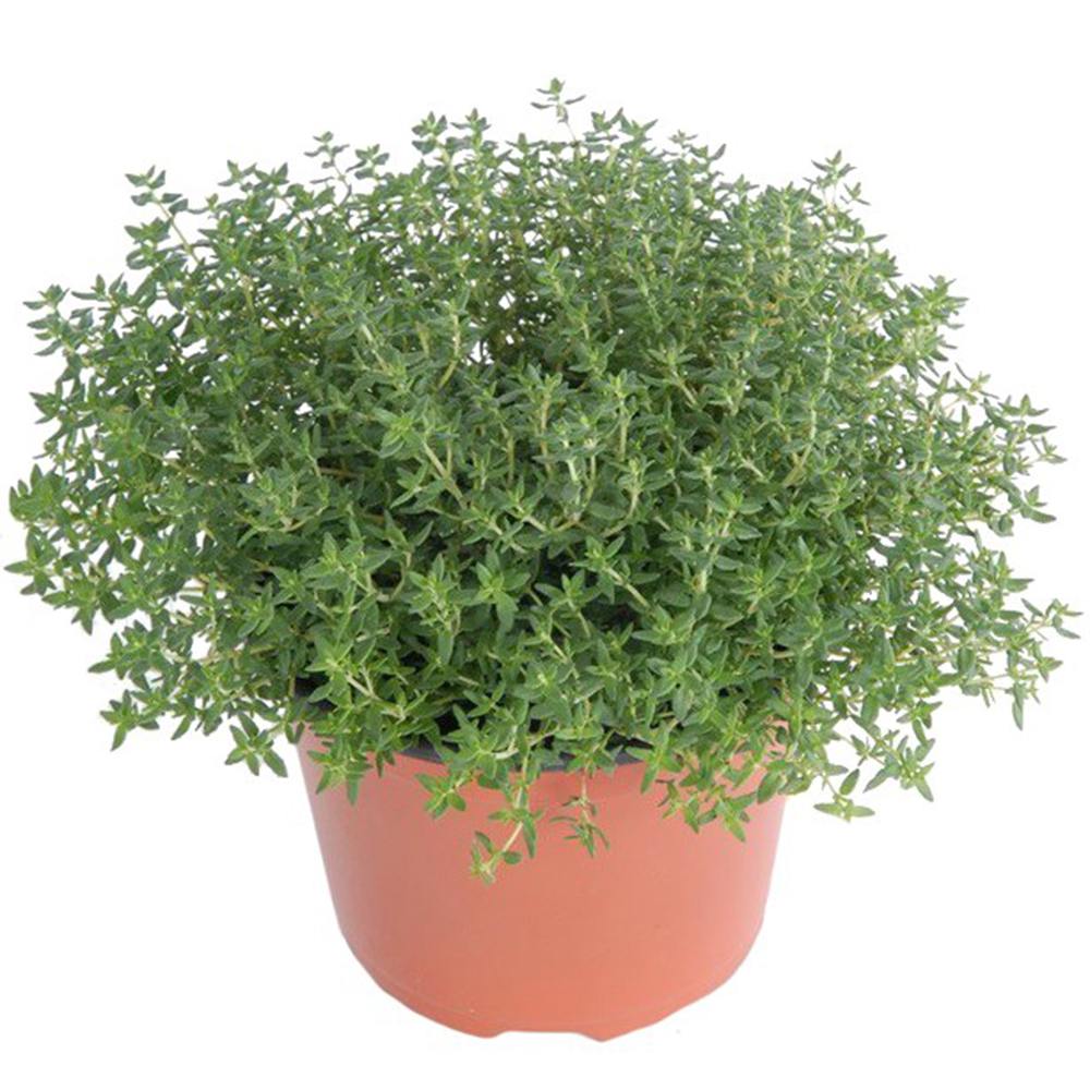Чубрица Thymus 'Faustini' – ароматно почвопокривно растение с розови цветове