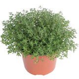 Чубрица Thymus 'Faustini' – ароматно почвопокривно растение с розови цветове
