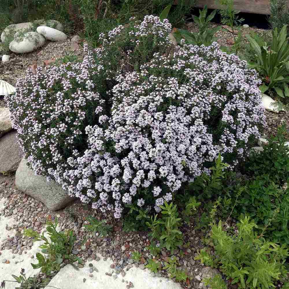 Чубрица Thymus 'Faustini' – ароматно почвопокривно растение с розови цветове