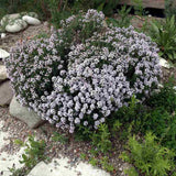 Чубрица Thymus 'Faustini' – ароматно почвопокривно растение с розови цветове