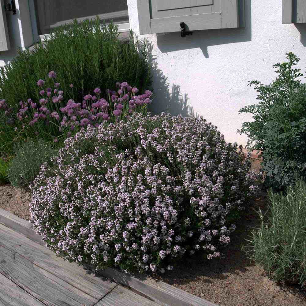 Чубрица Thymus 'Faustini' – ароматно почвопокривно растение с розови цветове