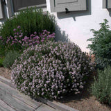 Чубрица Thymus 'Faustini' – ароматно почвопокривно растение с розови цветове