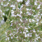 Cimbru comun (Thymus Vulgaris), planta aromatica perena, rezistenta la frig