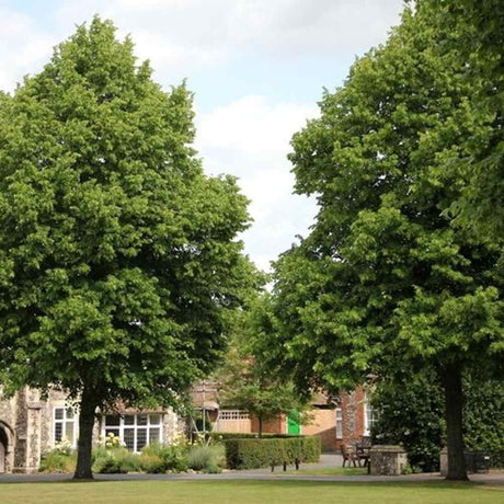 Tei Imperial (Tilia Pallida), arbore ornamental cu flori foarte parfumate galben-crem, rezistent la poluare urbana