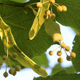 Tei Imperial (Tilia Pallida), arbore ornamental cu flori foarte parfumate galben-crem, rezistent la poluare urbana
