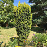 Tisa Columnar Auriu (Taxus Baccata Aureamarginata), cu ace galben-aurii