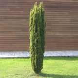 Tisa Columnar Auriu (Taxus Baccata Aureamarginata), cu ace galben-aurii