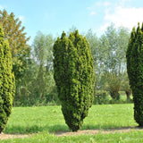 Tisa Columnar Auriu (Taxus Baccata Aureamarginata), cu ace galben-aurii
