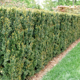 Tisa Hillii gard viu vesnic verde (Taxus Baccata)