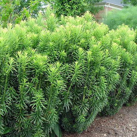 Tisa Japoneza Duke Gardens (Taxus Baccata)
