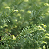 Tisa Japoneza Duke Gardens (Taxus Baccata)