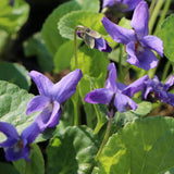 Violeta Konigin Charlotte, tarator, cu flori violet-albastru si parfum intens
