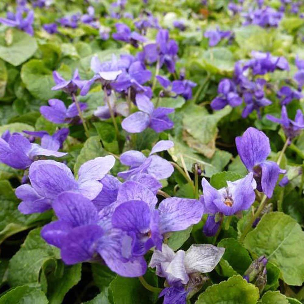 Violeta Konigin Charlotte, tarator, cu flori violet-albastru si parfum intens