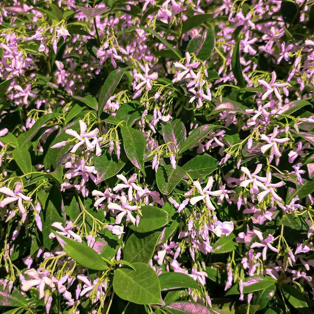 Iasomie Pink Air, planta cataratoare parfumata cu flori roz si frunzis vesnic verde