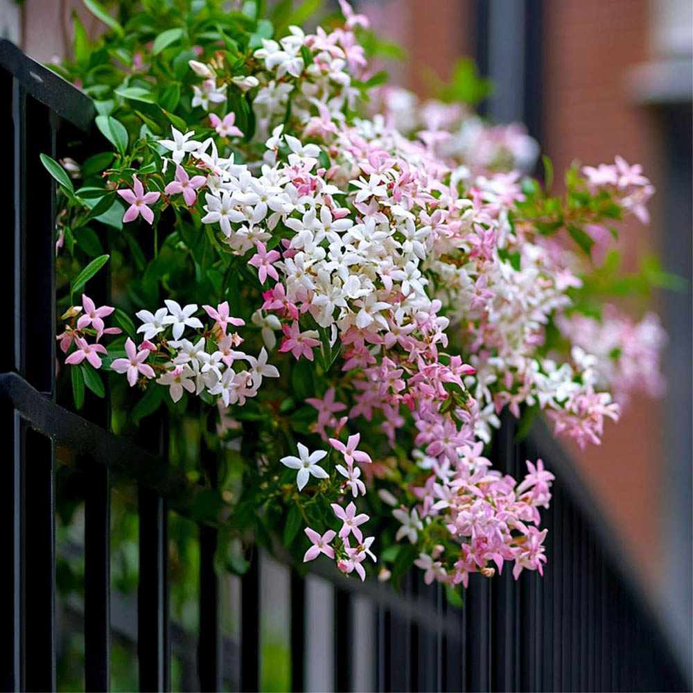 Iasomie Pink Air, planta cataratoare parfumata cu flori roz si frunzis vesnic verde