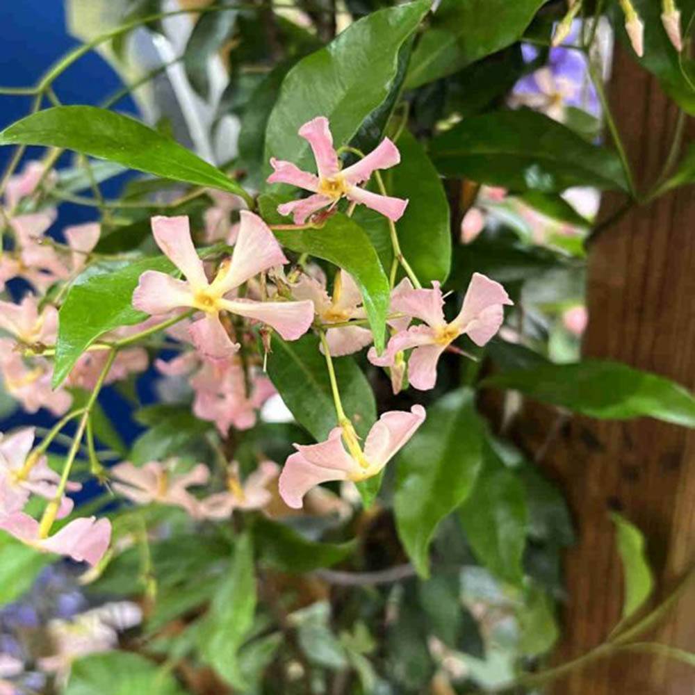 Iasomie Pink Air, planta cataratoare parfumata cu flori roz si frunzis vesnic verde