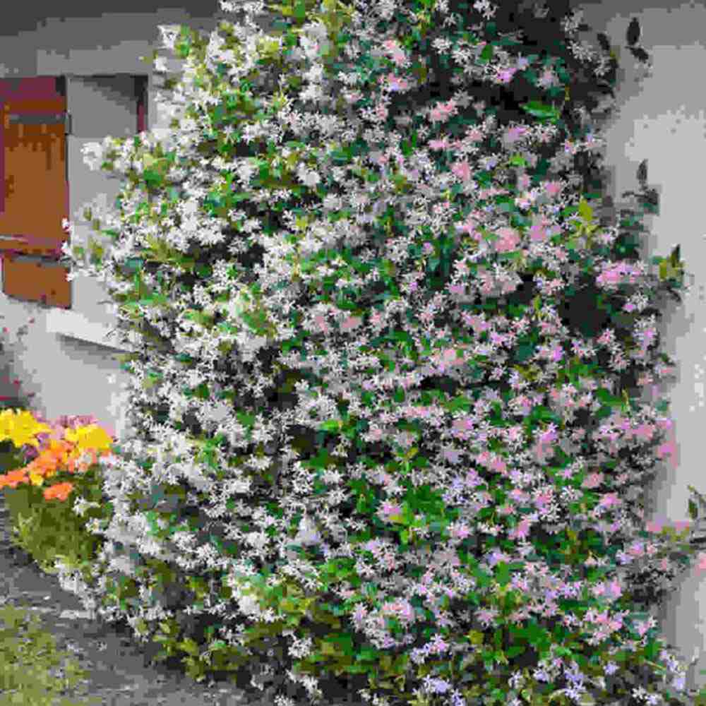 Звезден жасмин Pink Air, катерливо ароматно растение с розови цветове, вечнозелено, студоустойчиво, бързорастящо